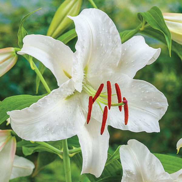 Lilium Casa Blanca