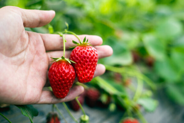 Farmer’s hands holding organic strawberries