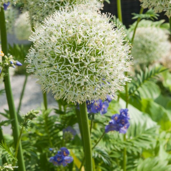 Allium-White-ail