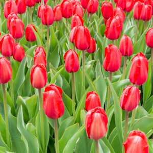 Red Impression Tulips