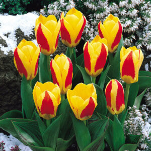 Tulipe_Stresa