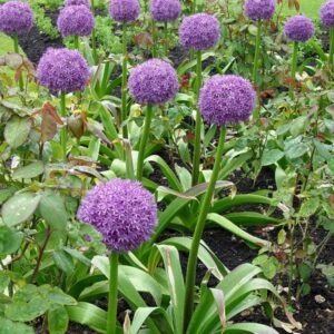 allium-globemaster