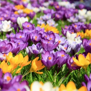 crocus-grandiflorus