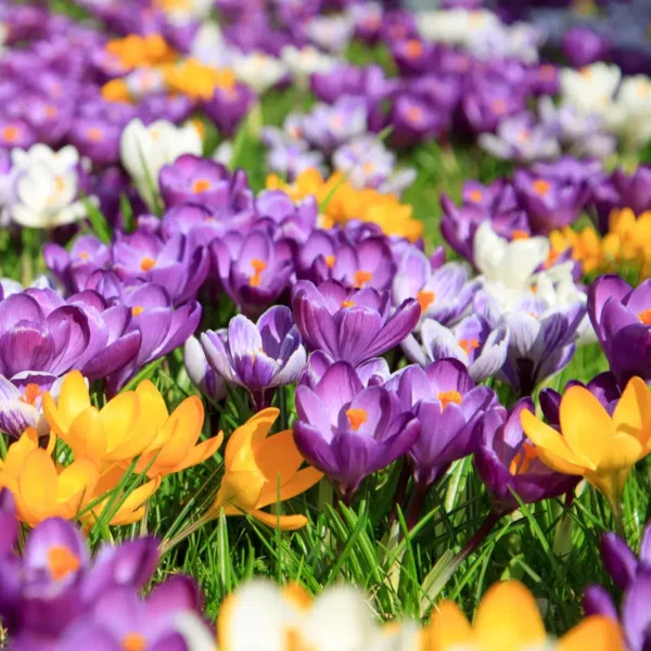 crocus-grandiflorus