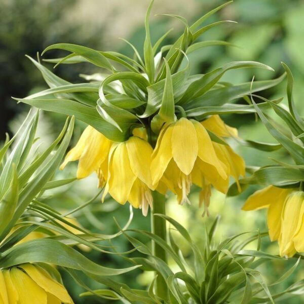 fritillaire-lutea