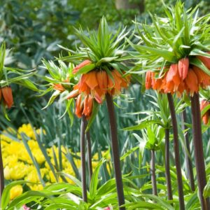 fritillaria-imperialis-aurora