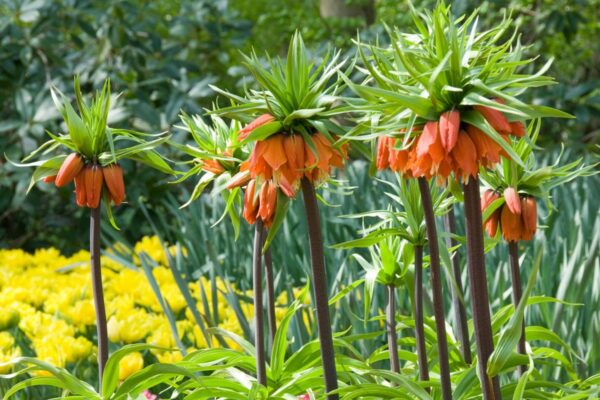 fritillaria-imperialis-aurora