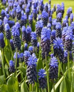 muscari_latifolium