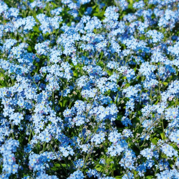 myosotis-bleu