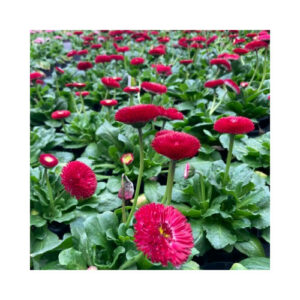 paquerette-bellis-perennis-tasso-red-