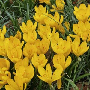 sternbergia-lutea-crocus