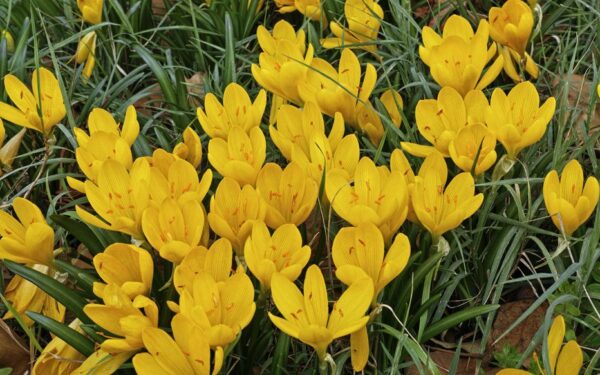 sternbergia-lutea-crocus