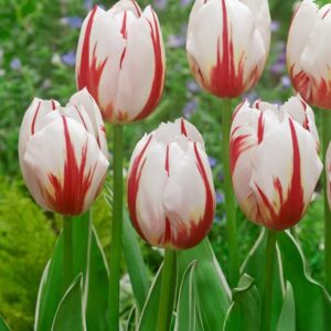 tulipa-happy-generation