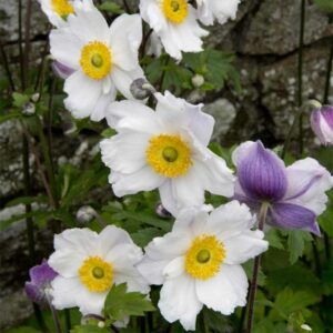 Anémone Ruffled swan (Anémone du Japon) - Anemone-Ruffled-Swan