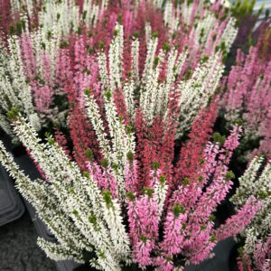 Bruyère calluna tricolore (2)