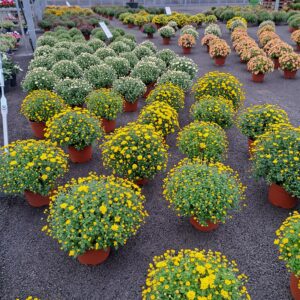 Chrysanthèmes