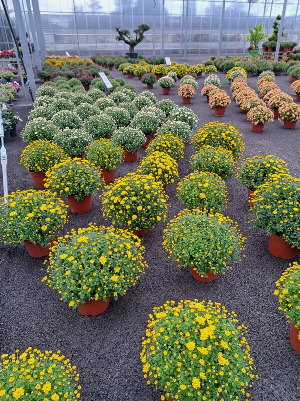 Chrysanthèmes