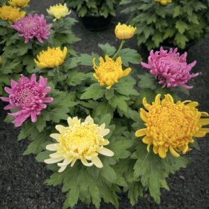 Chrysanthèmes-grosses-fleurs (2)