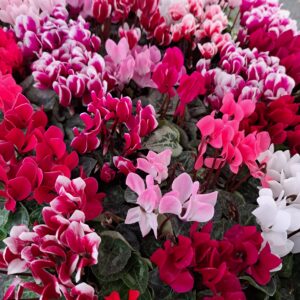 Cyclamen (2)