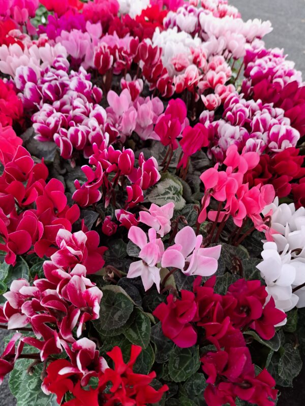 Cyclamen (2)