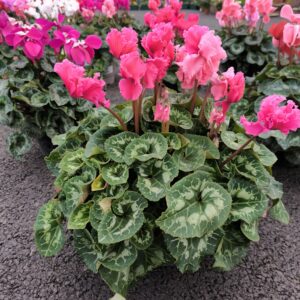 Cyclamen