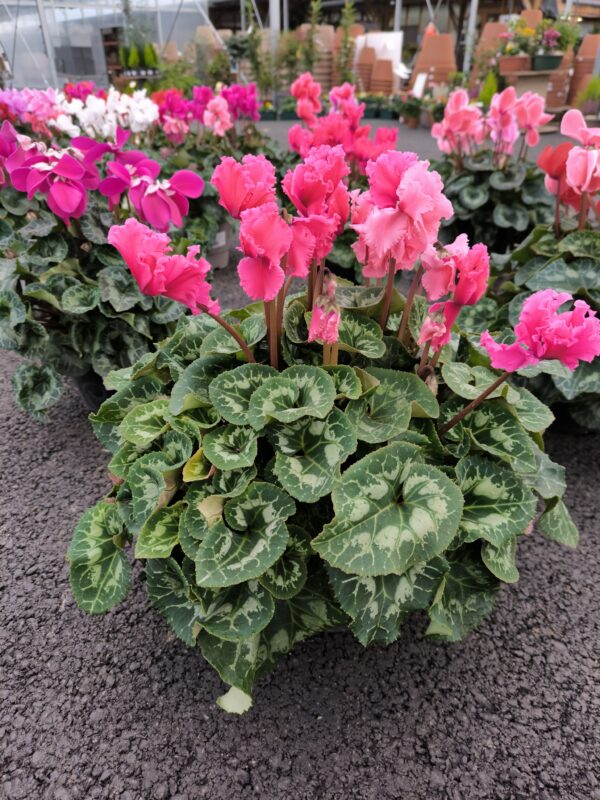 Cyclamen