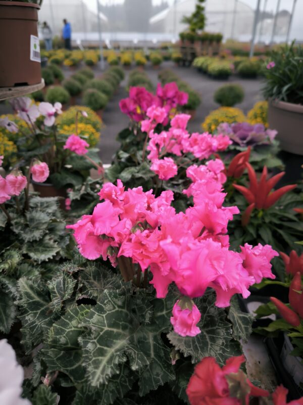 Cyclamen frou frou