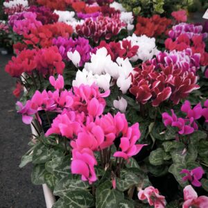 Cyclamen godet (2)