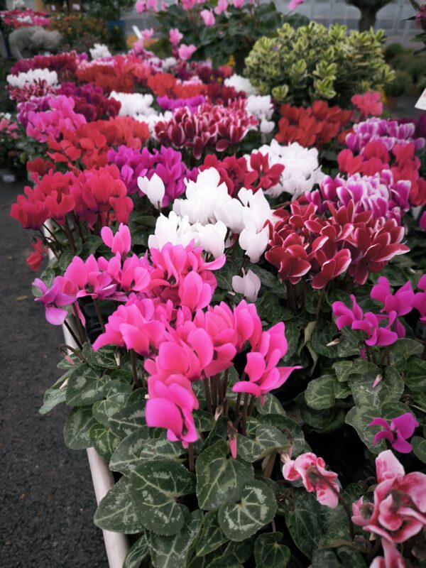 Cyclamen godet (2)