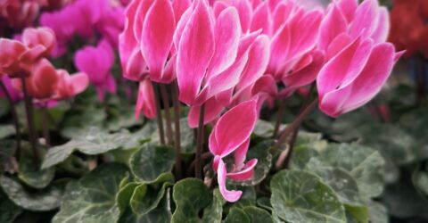 Cyclamen godet (3)