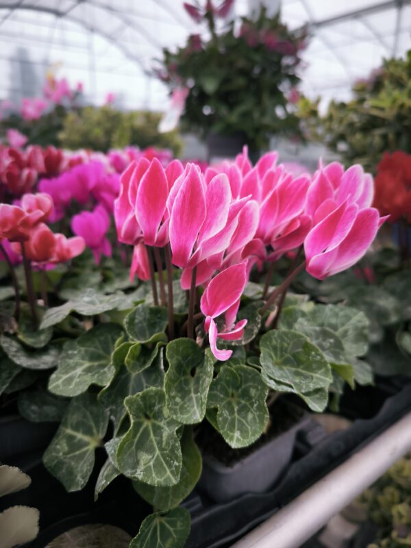 Cyclamen godet (3)