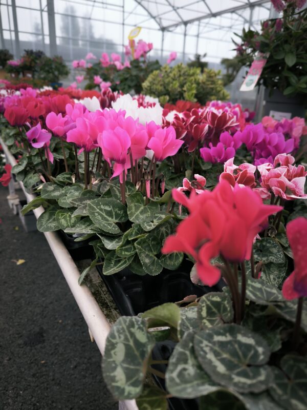 Cyclamen godet