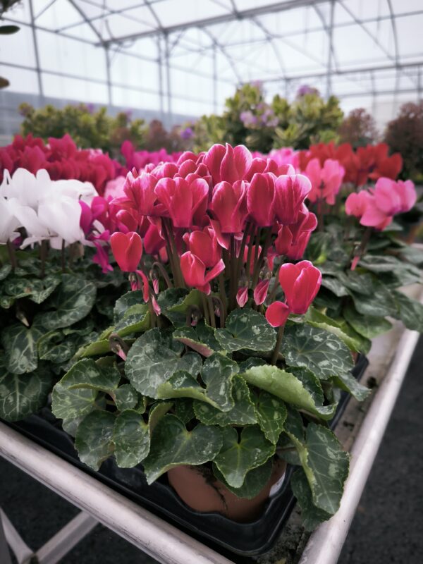 Cyclamen pot 10