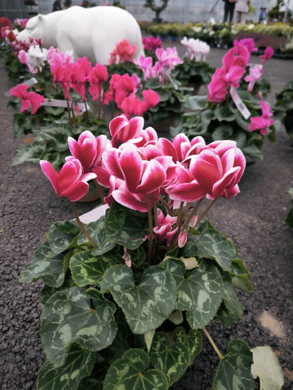 Cyclamen terre cuite (2)