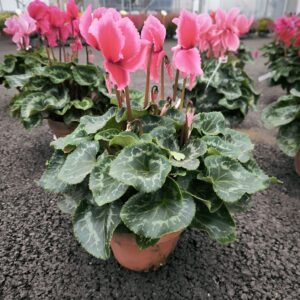 Cyclamen terre cuite