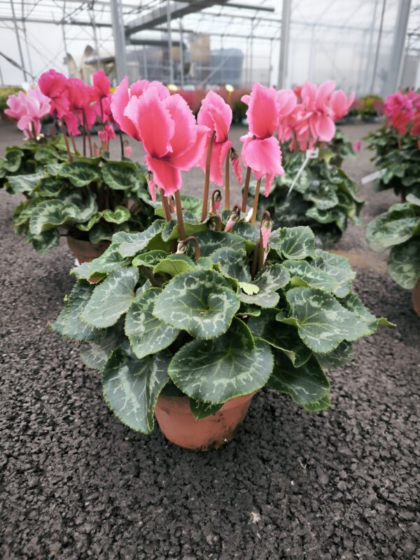 Cyclamen terre cuite