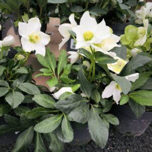 Hellebore (2)