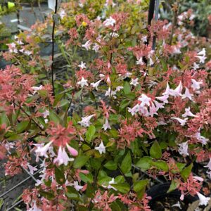 Abelia grandiflora