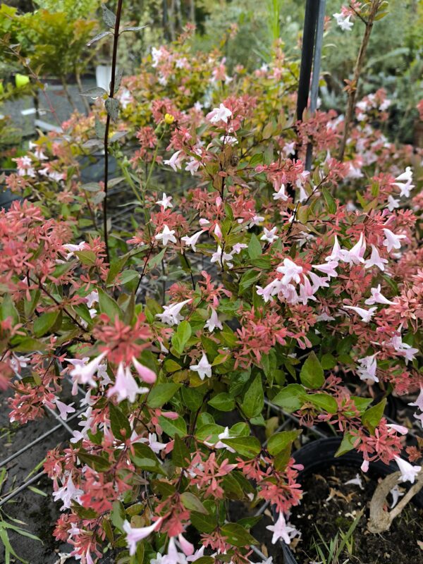 Abelia grandiflora