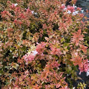 Abelia kaleidoscope