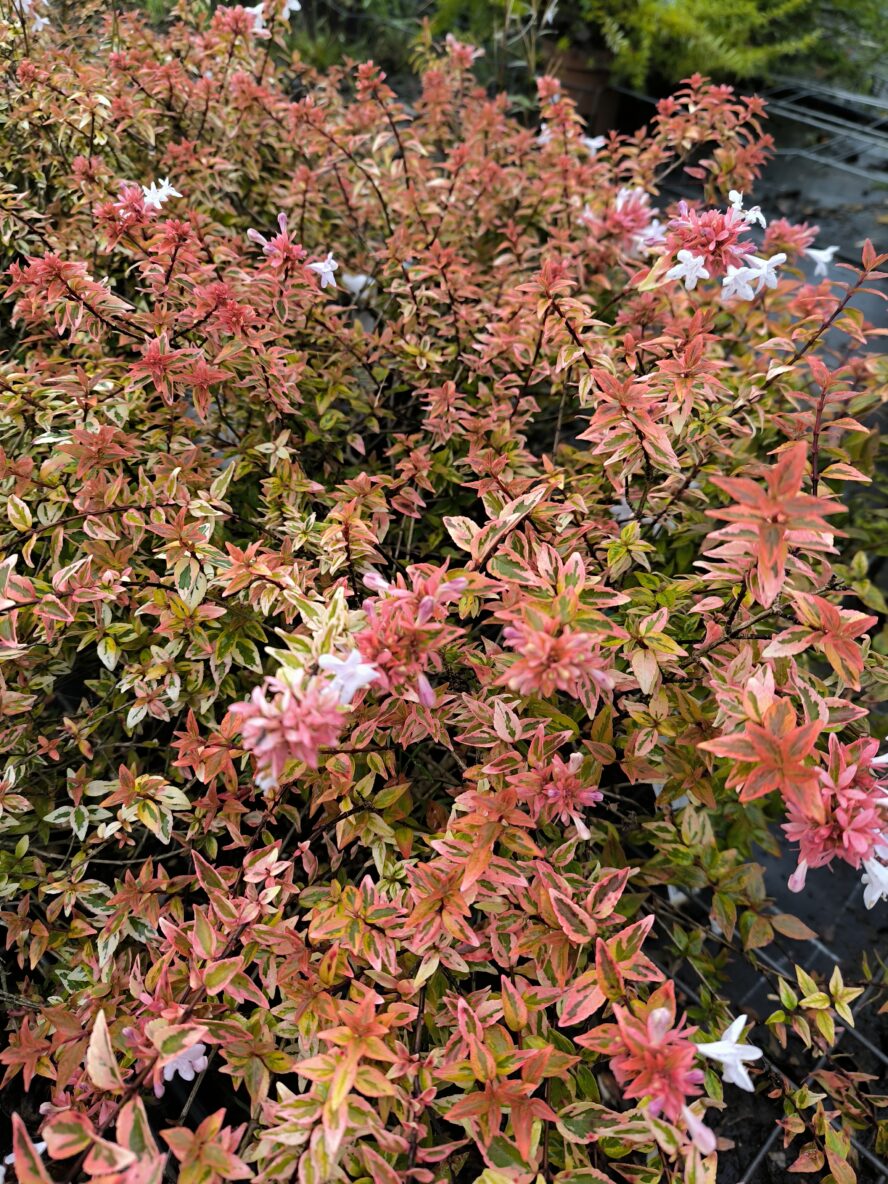 Abelia kaleidoscope