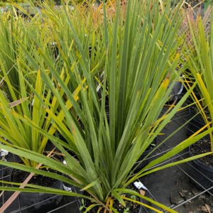 Cordyline australis