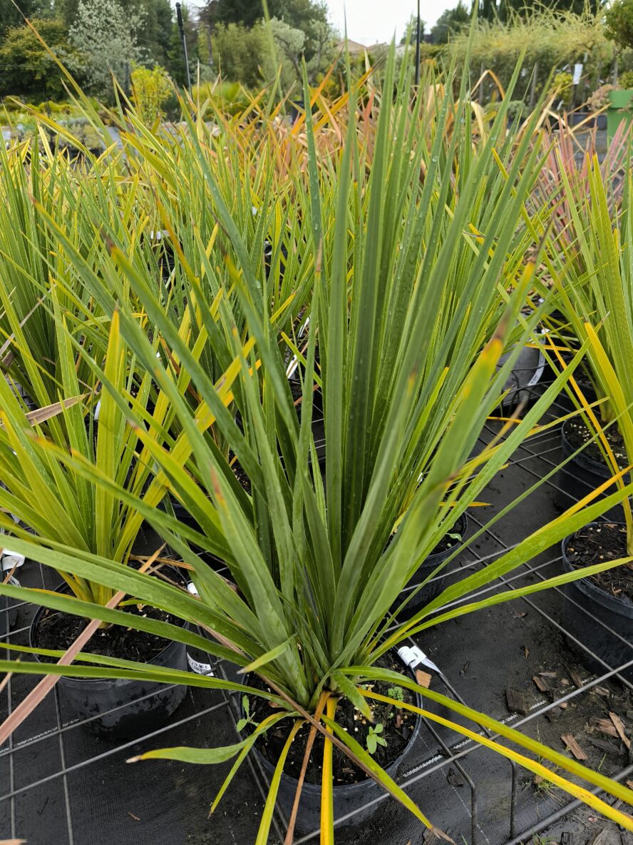 Cordyline australis