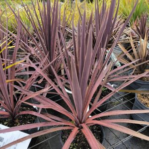 Cordyline red star