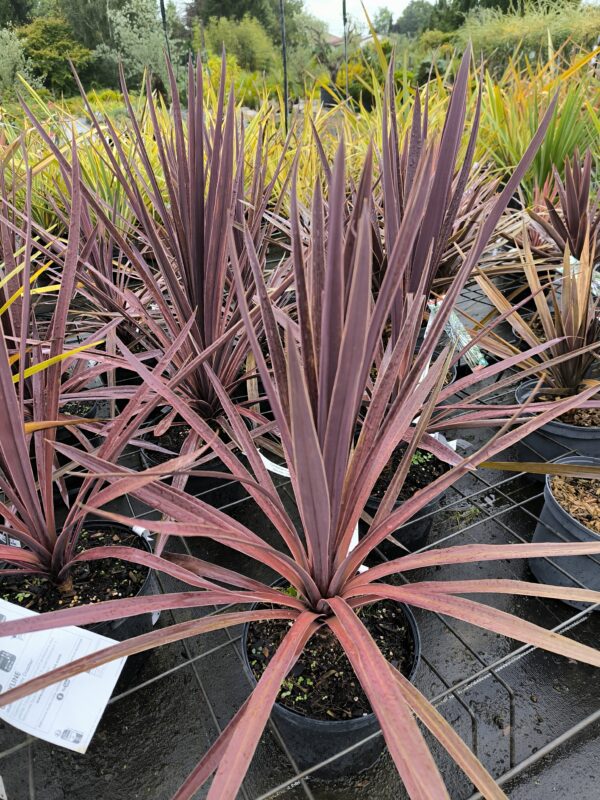Cordyline red star