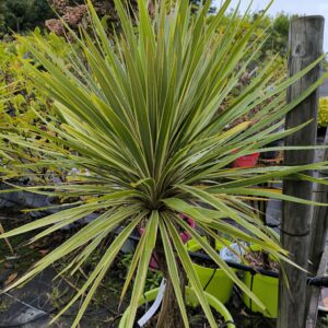 Cordyline torday dazzler