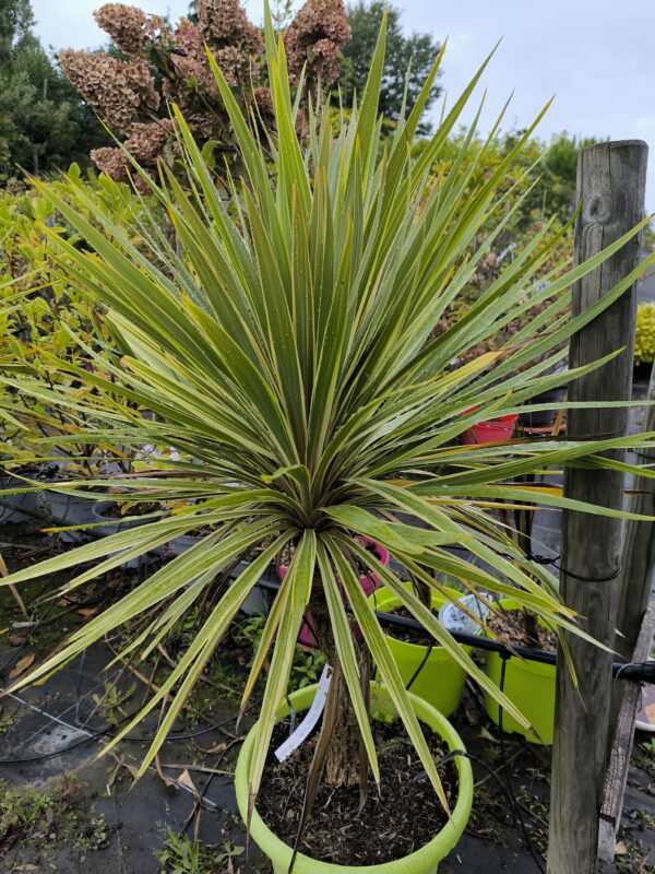 Cordyline torday dazzler