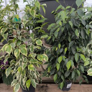 Ficus
