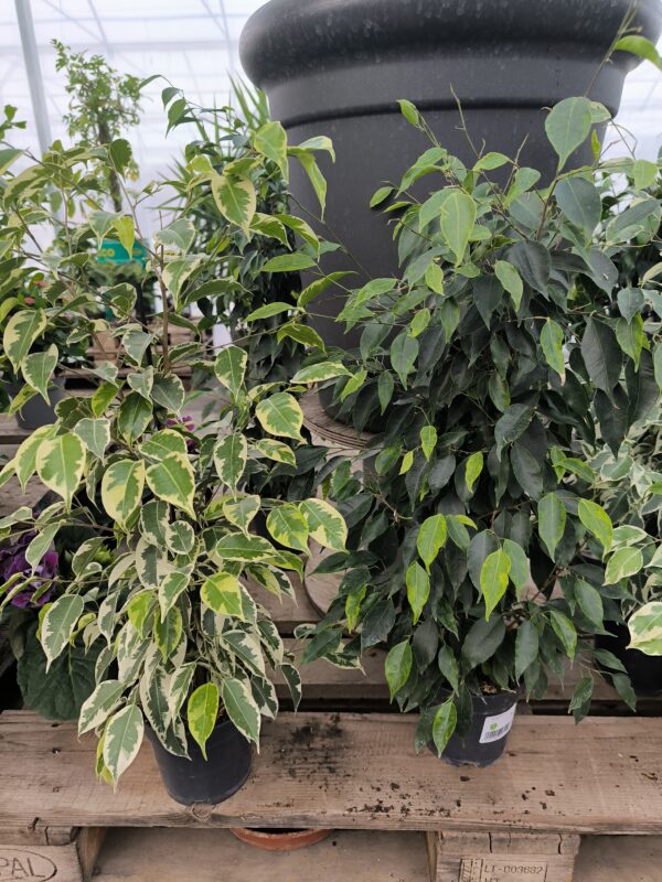 Ficus
