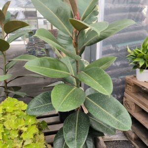 Ficus elastica